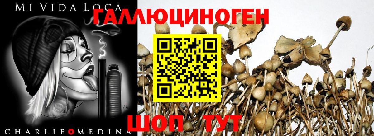 Галлюциногенные грибы GOLDEN TEACHER Шатура